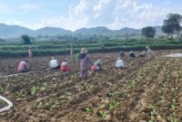 Petani tengah menanam tembakau di lahan sawah (Foto:zi). 