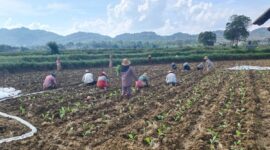 Petani tengah menanam tembakau di lahan sawah (Foto:zi). 
