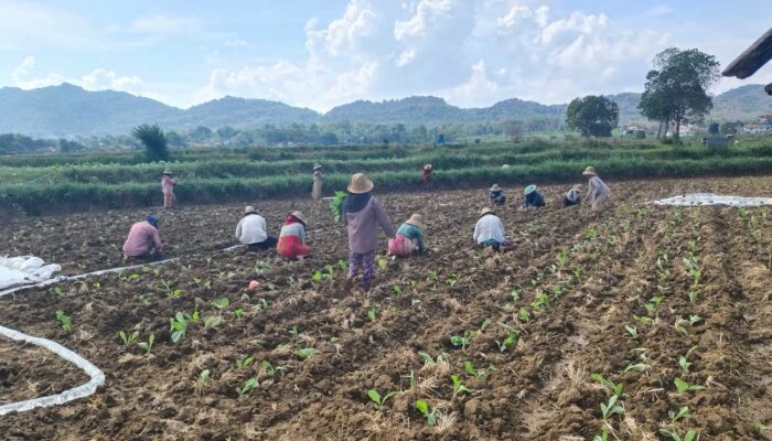 Pemkab Sumenep Tetapkan Titik Impas Harga Tembakau 2025, Harga Panen Diprediksi Naik