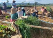 Bupati Sumenep Bakal Turun Lapangan, Pastikan Kesejahteraan Petani Tembakau di Tengah Cuaca Ekstrem