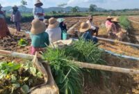 Petani di Desa Bragung, Guluk-Guluk, Sumenep tengah menanam tembakau di lahan sawah pada musim tanam tahun ini (Foto:zi). 