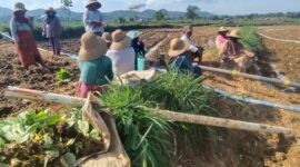 Petani di Desa Bragung, Guluk-Guluk, Sumenep tengah menanam tembakau di lahan sawah pada musim tanam tahun ini (Foto:zi). 
