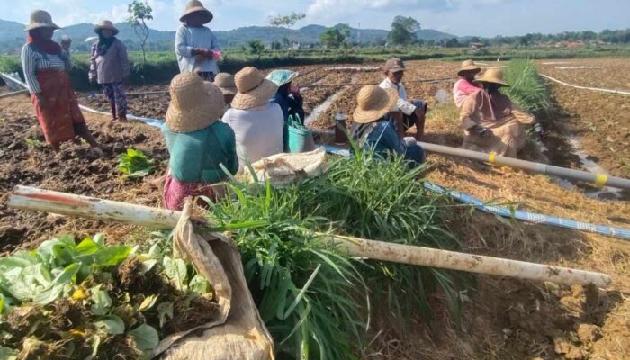 Bupati Sumenep Bakal Turun Lapangan, Pastikan Kesejahteraan Petani Tembakau di Tengah Cuaca Ekstrem