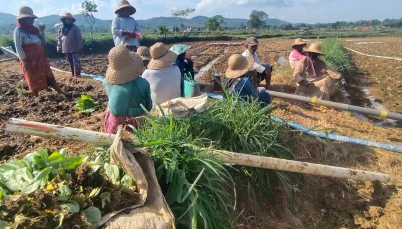 Petani di Desa Bragung, Guluk-Guluk, Sumenep tengah menanam tembakau di lahan sawah pada musim tanam tahun ini (Foto:zi). 