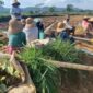 Petani di Desa Bragung, Guluk-Guluk, Sumenep tengah menanam tembakau di lahan sawah pada musim tanam tahun ini (Foto:zi). 
