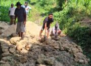 Warga Dusun Tabata Gotong Royong Perbaiki Jalan Rusak, Kecewa Janji Kades Tak Kunjung Terwujud