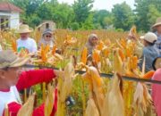 Kapolres Sumenep Absen di Panen Raya Jagung, MPR Madura Raya Nilai Cederai Semangat Swasembada Pangan Prabowo