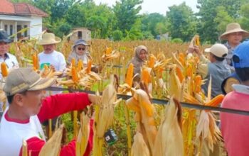 Kapolres Sumenep Absen di Panen Raya Jagung, MPR Madura Raya Nilai Cederai Semangat Swasembada Pangan Prabowo