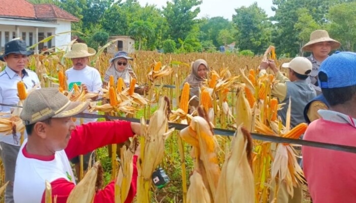 Kapolres Sumenep Absen di Panen Raya Jagung, MPR Madura Raya Nilai Cederai Semangat Swasembada Pangan Prabowo
