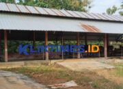 Bantuan Ternak Sapi di Lebeng Barat Menyusut: Dari 11 Ekor, Hanya 5 Sapi Tersisa