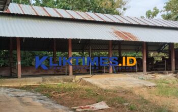 Bantuan Ternak Sapi di Lebeng Barat Menyusut: Dari 11 Ekor, Hanya 5 Sapi Tersisa