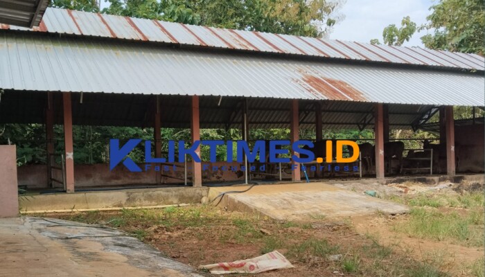 Bantuan Ternak Sapi di Lebeng Barat Menyusut: Dari 11 Ekor, Hanya 5 Sapi Tersisa