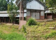 Bantuan Ternak KT Batu Langit Disorot: Prasasti Ghoib, Sapi Menyusut, Mesin Pencacah Diduga Dialihfungsikan