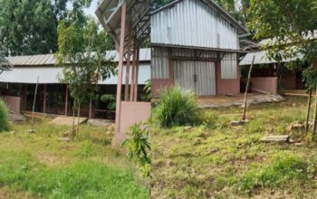 Bantuan Ternak KT Batu Langit Disorot: Prasasti Ghoib, Sapi Menyusut, Mesin Pencacah Diduga Dialihfungsikan