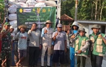 Melalui Program Sergab, Perum Bulog Kancab Madura Serap Ratusan Ton Gabah di Sumenep