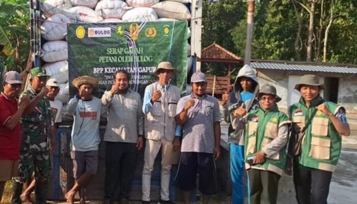Melalui Program Sergab, Perum Bulog Kancab Madura Serap Ratusan Ton Gabah di Sumenep