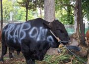 Pemerintah Gelontorkan APBN Rp100 Miliar untuk Sapi Kurban Presiden, 1.098 Ekor Disebar ke Seluruh Indonesia