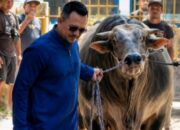 Founder BIP Foundation Ali Zainal Abidin Kurbankan Sapi Jumbo 1,05 Ton untuk Mendiang Ibunda