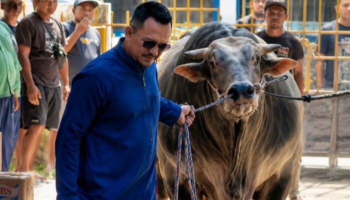 Founder BIP Foundation Ali Zainal Abidin Kurbankan Sapi Jumbo 1,05 Ton untuk Mendiang Ibunda