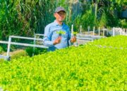 Harga Bahan Pokok Naik, Legislator PKB Pamekasan Ajak Warga Manfaatkan Pekarangan dengan Hidroponik