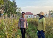 Bhabinkamtibmas Pasongsongan Dampingi Petani Tomat, Perkuat Ketahanan Pangan Nasional