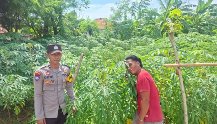 Bhabinkamtibmas Kangayan Sambangi Petani Singkong, Ajak Warga Perkuat Ketahanan Pangan Nasional
