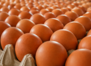 Harga Telur Anjlok, Kementan Minta Program MBG Serap Lebih Banyak Produksi Peternak