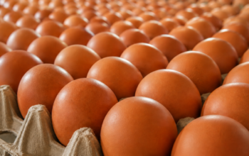Harga Telur Anjlok, Kementan Minta Program MBG Serap Lebih Banyak Produksi Peternak