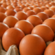 Harga Telur Anjlok, Kementan Minta Program MBG Serap Lebih Banyak Produksi Peternak