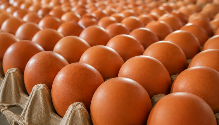 Harga Telur Anjlok, Kementan Minta Program MBG Serap Lebih Banyak Produksi Peternak