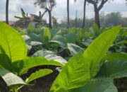 Pemkab Sumenep Tetapkan TIHT Tembakau 2026, Sawah Naik 5 Persen, Gunung dan Tegal Ikut Meningkat