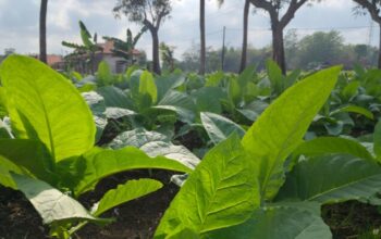 Pemkab Sumenep Tetapkan TIHT Tembakau 2026, Sawah Naik 5 Persen, Gunung dan Tegal Ikut Meningkat
