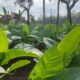 Pemkab Sumenep Tetapkan TIHT Tembakau 2026, Sawah Naik 5 Persen, Gunung dan Tegal Ikut Meningkat
