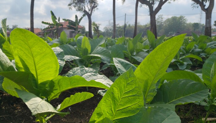 Pemkab Sumenep Tetapkan TIHT Tembakau 2026, Sawah Naik 5 Persen, Gunung dan Tegal Ikut Meningkat