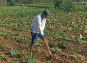 Petani Sumenep Desak Pengawasan Pembelian Tembakau, Khawatir Jadi Korban Permainan Harga Bandul